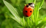 Ladybug